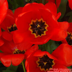tulipany (70)
